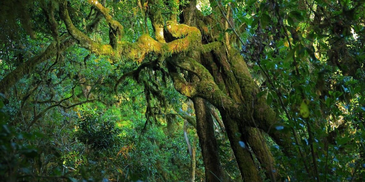 Shira 1 Camp - Gallery Image 1