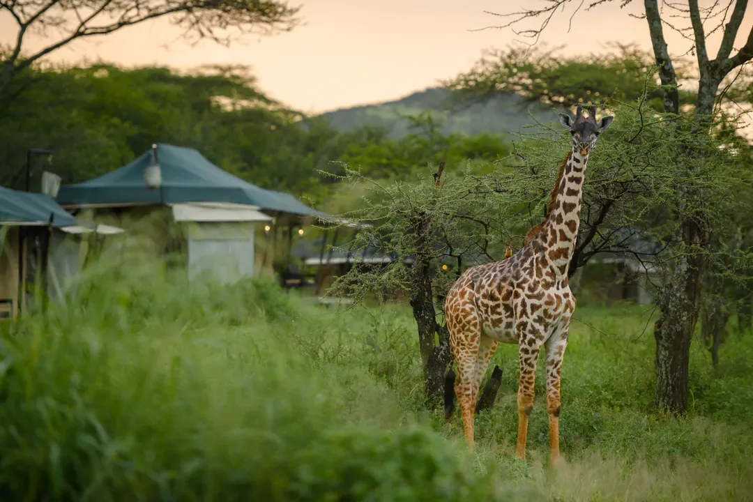 Ole Serai Luxury Camp — Moru Kopjes - Gallery Image 1