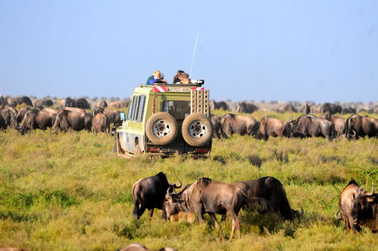 Essential Packing List for African Safari