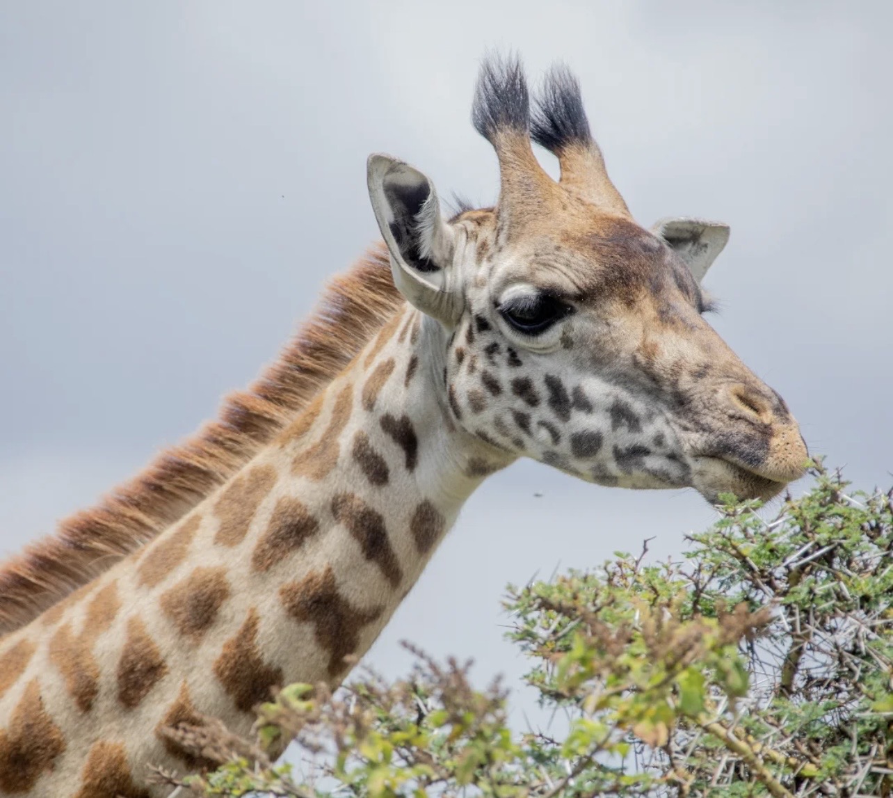 Arusha National Park Day-Trip