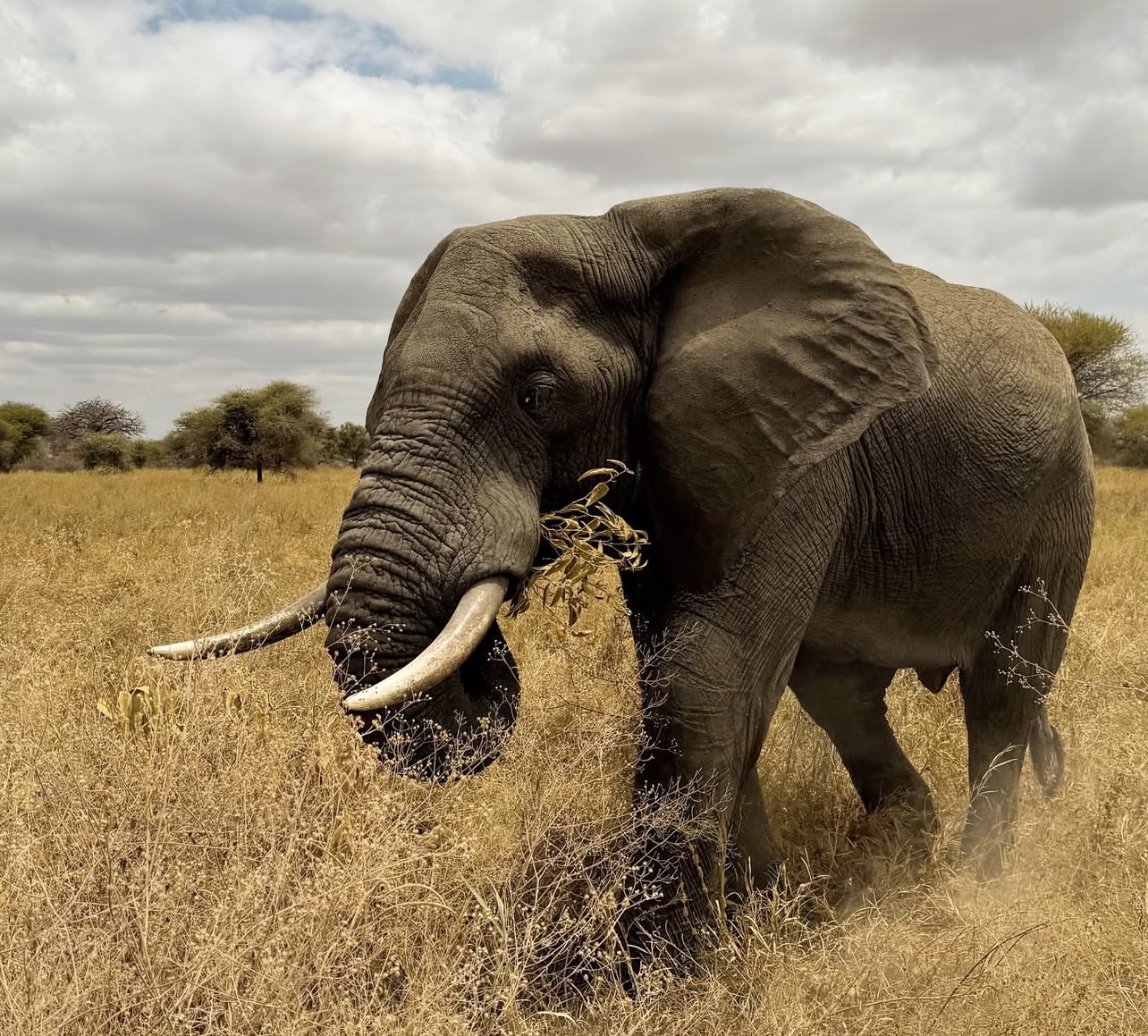 Tarangire National Park Day-Trip