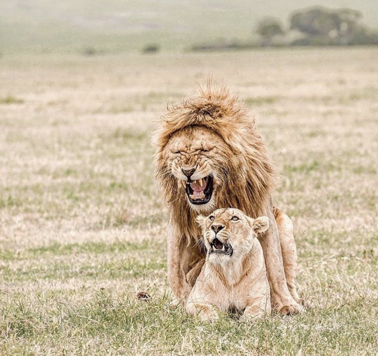 Ngorongoro Crater Day-Trip