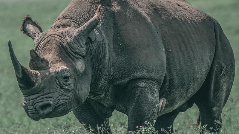 Ngorongoro Conservation Area