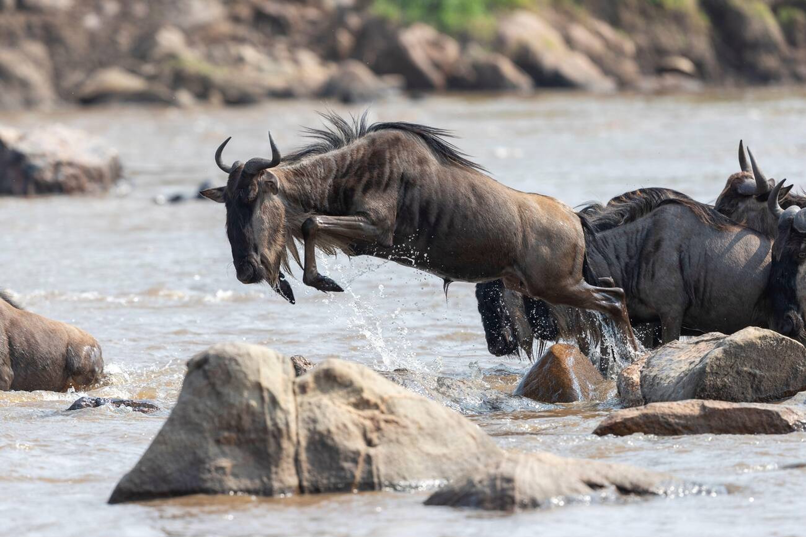 Game Drives (Morning, Afternoon, and Full-Day)
