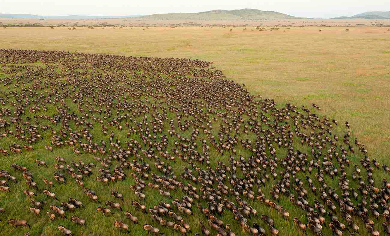 The Great Migration