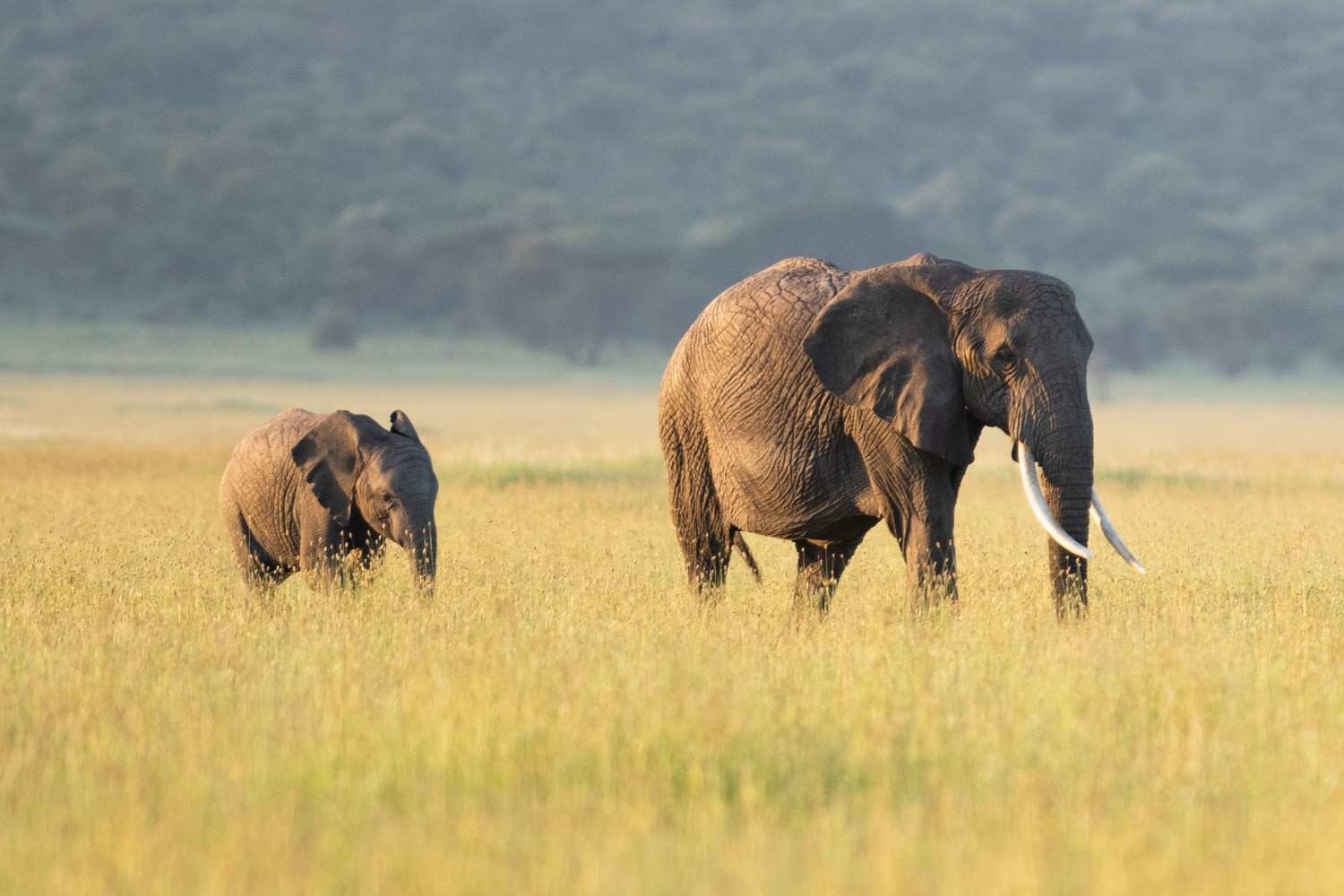 Central Serengeti & Seronera River