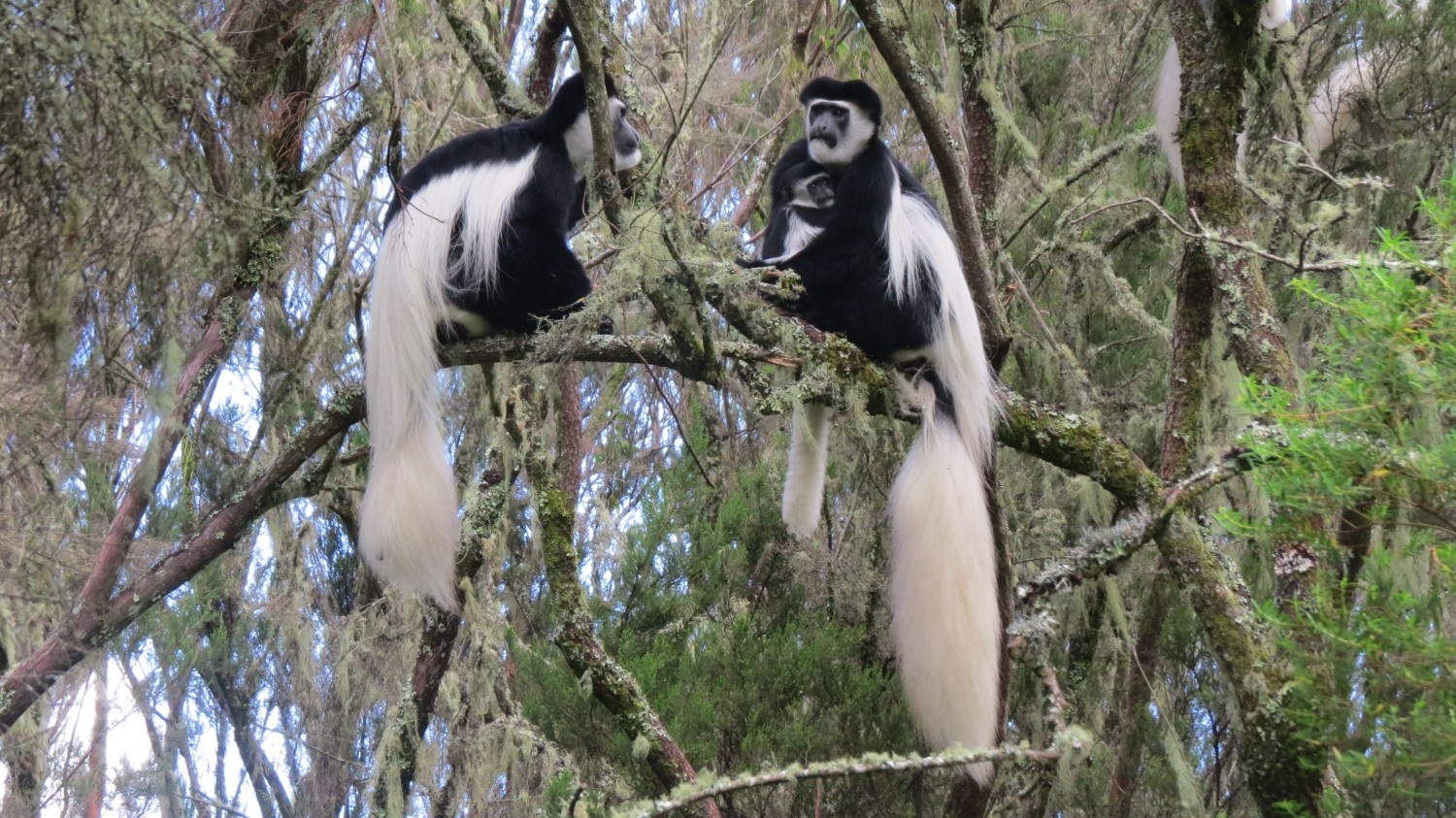 Black and white colubus monkey