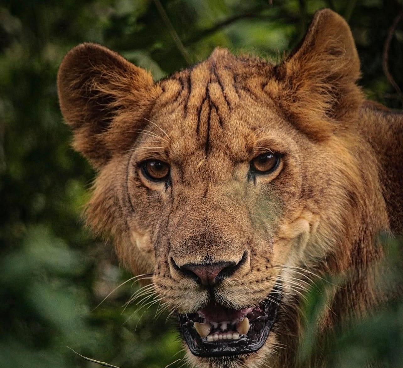 Serengeti & Ngorongoro Camping Safari