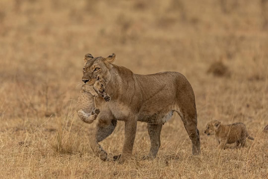 Serengeti & Ngorongoro Camping Safari