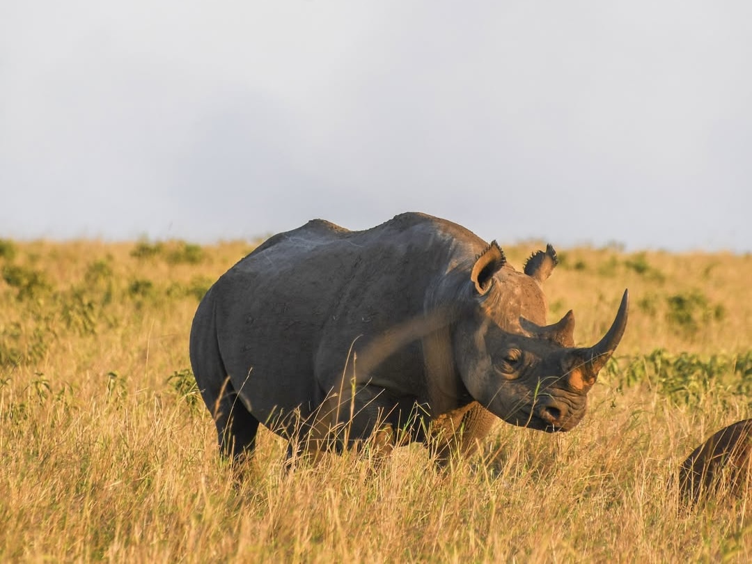 Tarangire, Manyara & Ngorongor Crater Camping Safari