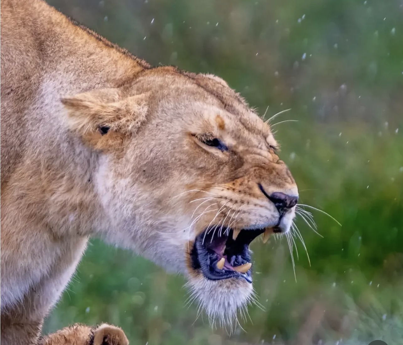 Serengeti National Park & Ngorongoro Crater Safari