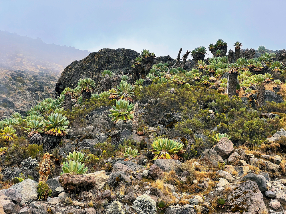 EAC Exclusive: Marangu Route