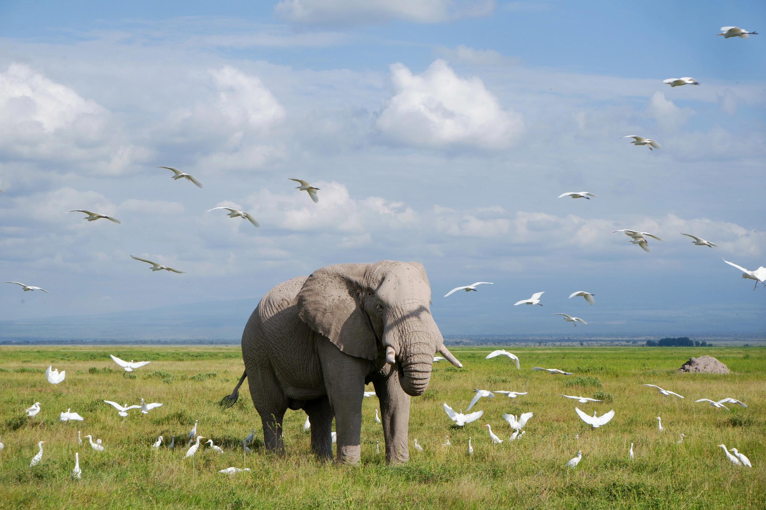 Tarangire, Manyara & Ngorongor Crater Camping Safari
