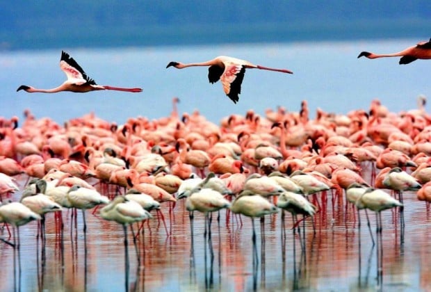 Tarangire & Lake Manyara Camping Safari