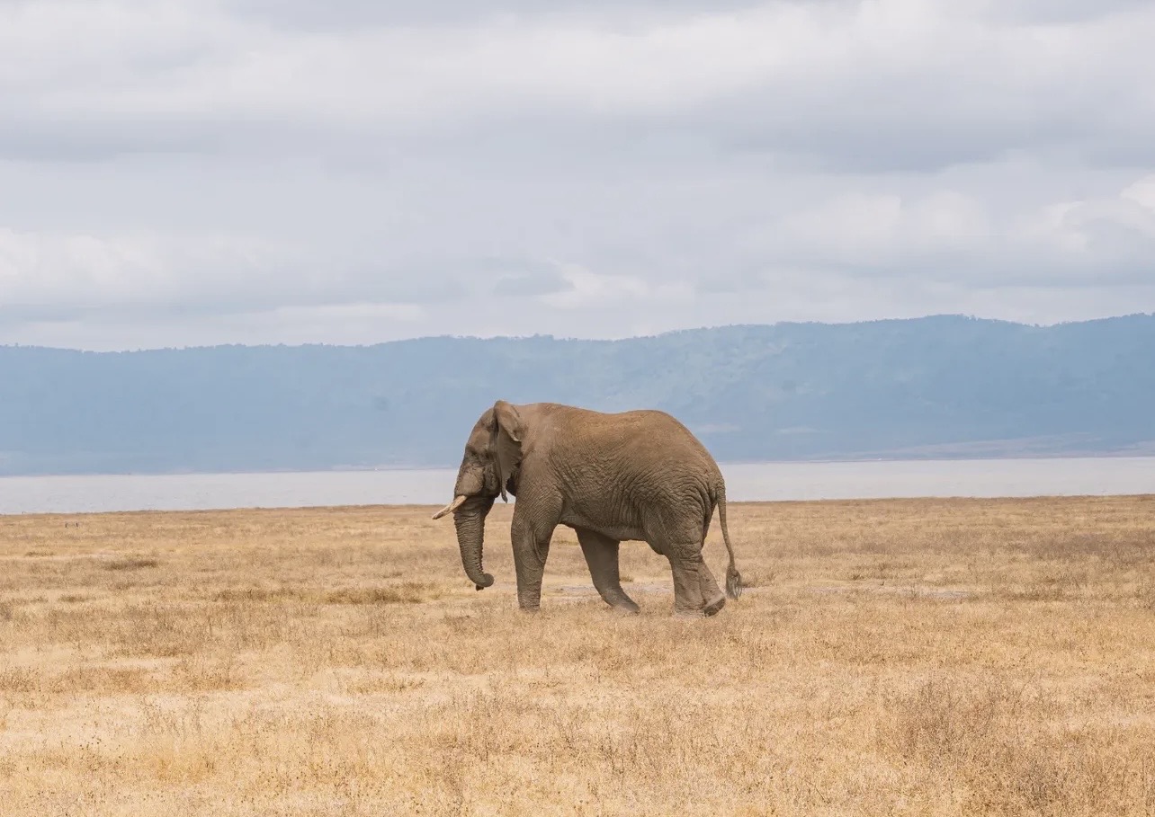 Best Adventure Safari