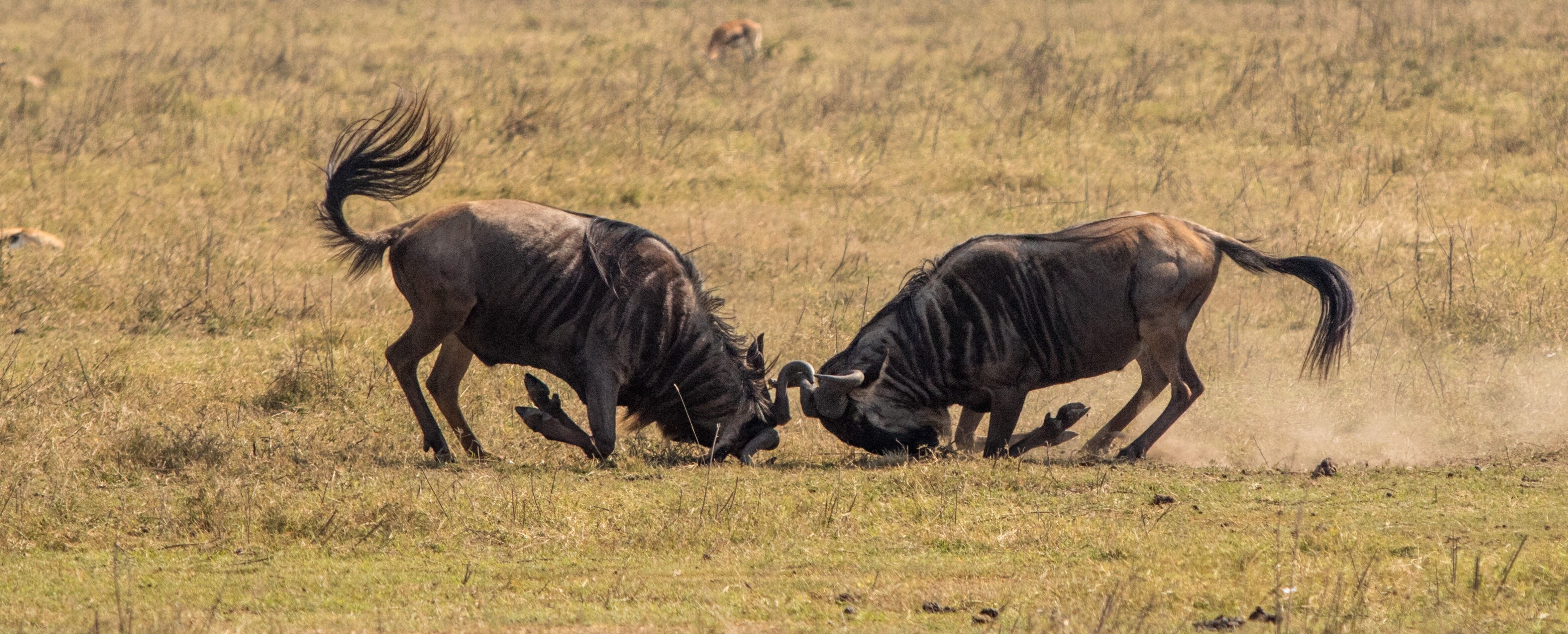 Discover the Magic of Serengeti
